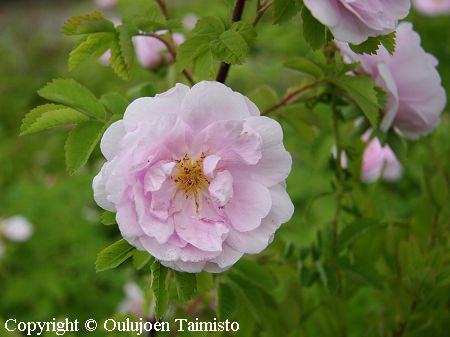 Rosa Blanda-Ryhm 'Herttoniemi'